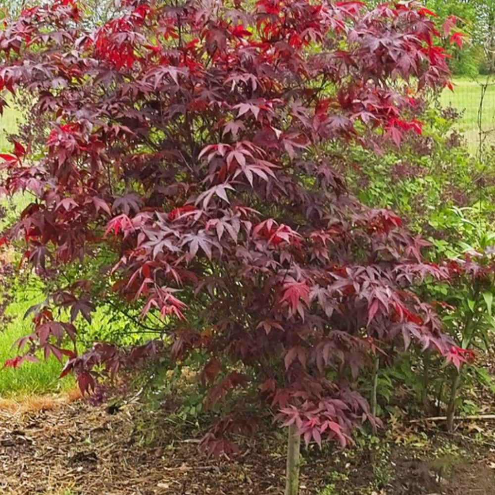Expert Gardener 3-4 ft tall Japanese Maple Tree in 7 gal. Grower Pot