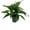 1 Plant, variant on Dracaena Janet Craig - Live Plant in a 6 Inch Pot - Dracaena Deremensis 'Janet Craig' - Florist Quality Beautiful Low Light Indoor Houseplant