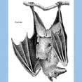 thumbnail image 3 of CafePress - Fruit Bat (Front) Ash Grey T Shirt - Men's Classic Graphic T-Shirt, 3 of 4