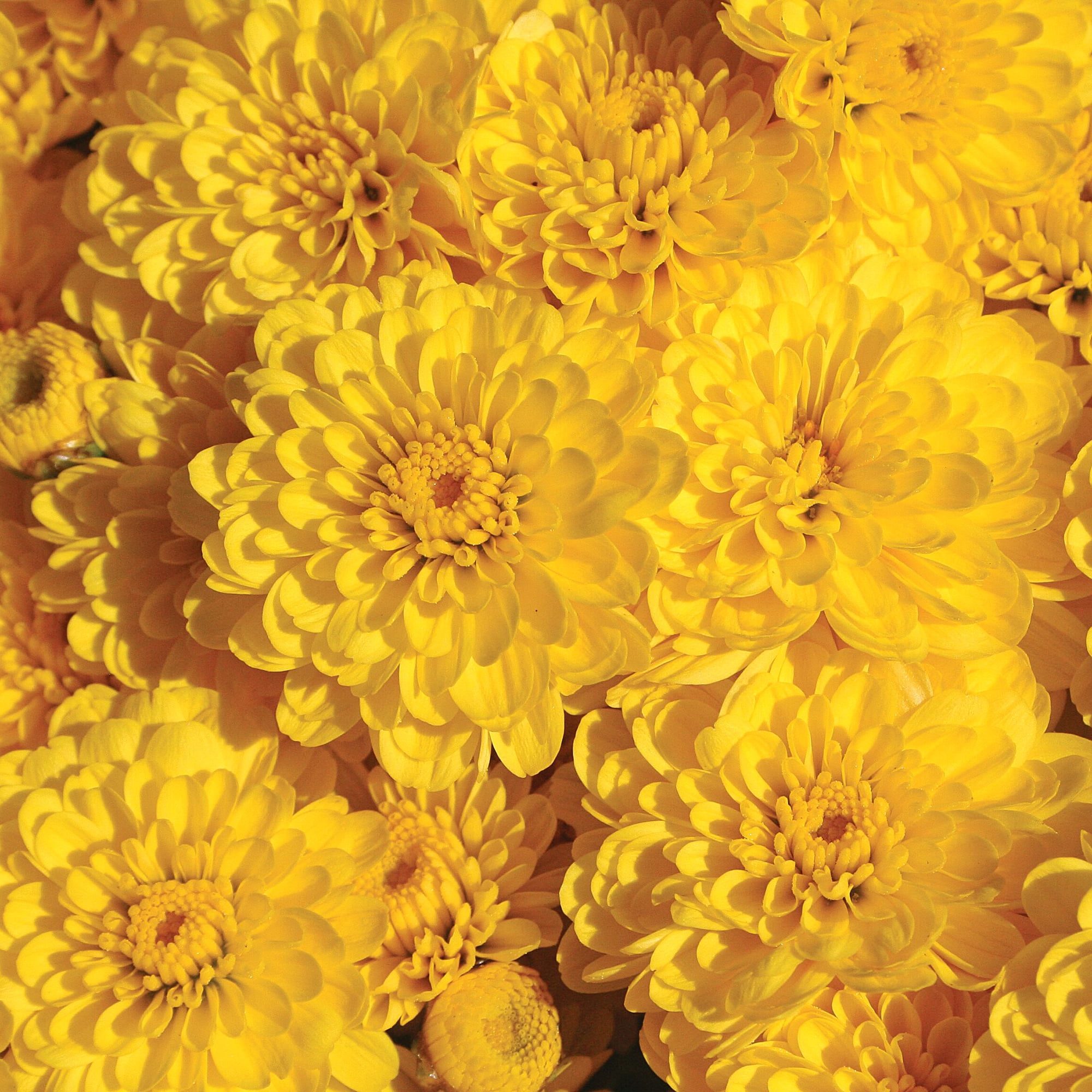 Better Homes & Gardens Tricolor Yellow Purple White Mums Live Plant 8 in. Deco Pumpkin Planter