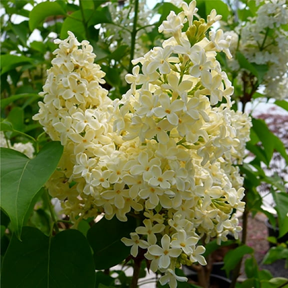 Primrose French Lilac - Syringa - First Yellow Lilac - 4" Pot