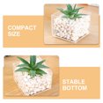 thumbnail image 3 of unbranded 2Ud Decorativo Transparente Para Cultivo De Plantas Suculentas En Escritorio, 3 of 8