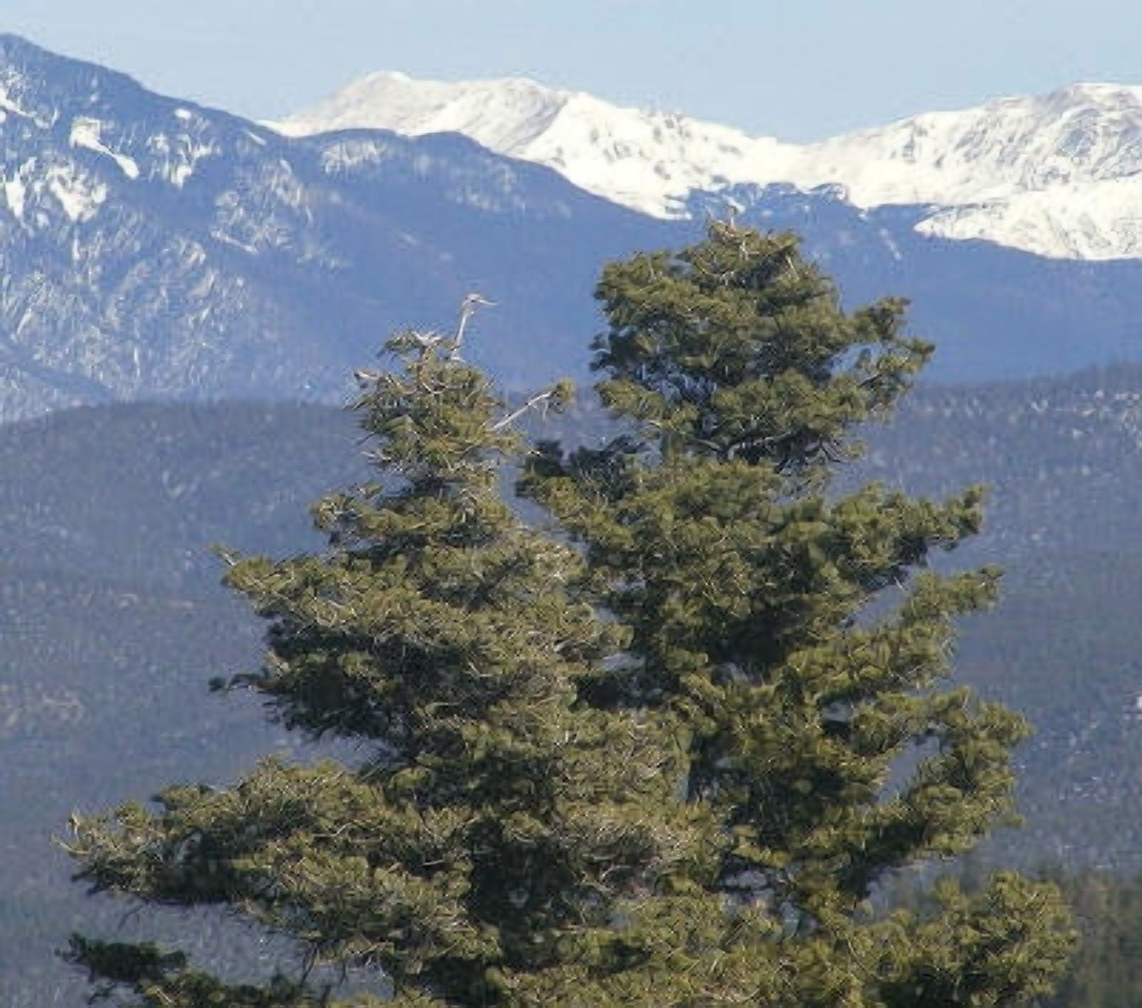 White Fir (Silver) Essential Oil - 100% Pure and Natural by Silky Scents