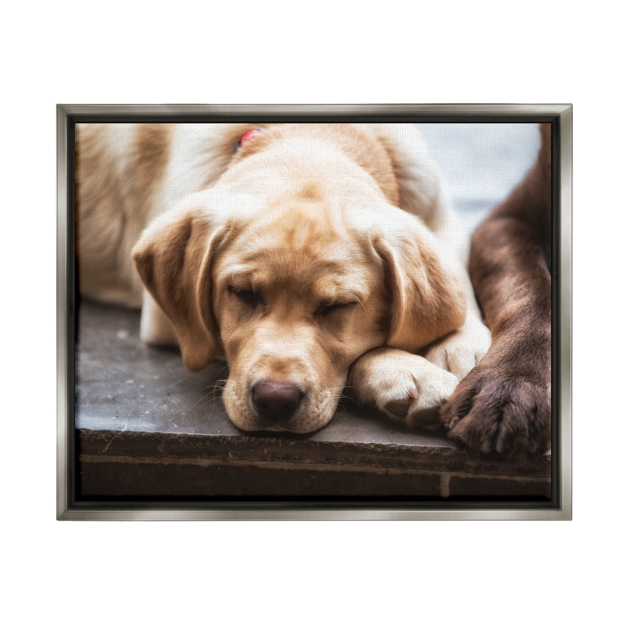 Stupell Industries Sweet Sleeping Dogs Resting Paws Animal Photography Photograph Luster Gray Floating Framed Canvas Print Wall Art, Design by James Dobson