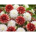thumbnail image 1 of Bulbes à fleurs TASC - Dahlia décoratif Duet & White Perfection, 1 of 2