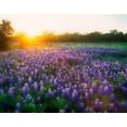 thumbnail image 2 of Jaynes Gallery 14x12 Black Ornate Wood Framed with Double Matting Museum Art Print Titled - Texas-Llano County Sunrise abstract of field of bluebonnets, 2 of 4