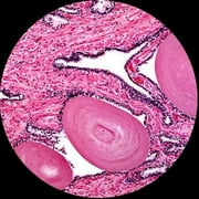 AmScope 40X-1000X Portable Student Compound LED Microscope - All-Metal + Optical Glass Lens + Blank Slides and Cover Slips