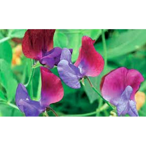Sweet Pea, Royal Family Mix, 500 Seeds Newly Harvested, Great Cut Flower