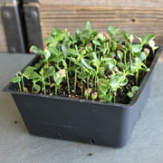 Chinese Mahogany Exotic Microgreens Seeds - 3 g Packet ~200 Seeds - Non-GMO Tree Seeds - Grow As A Micro Green - Toona sinensis