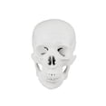 thumbnail image 3 of Vision Scientific Full Size Disarticulated Human Skeleton, 3 of 6