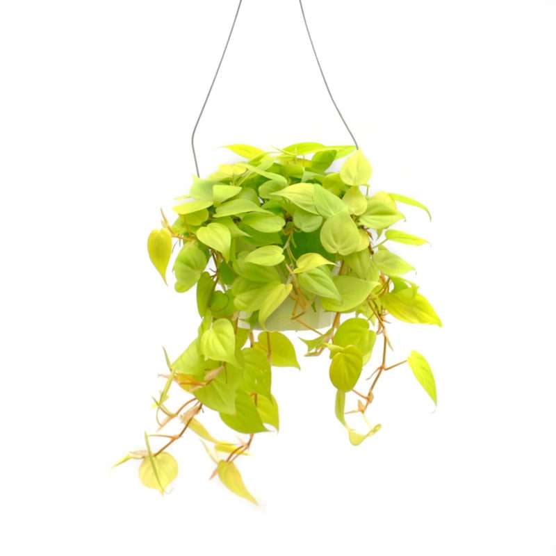 Philodendron Cordatum Neon Live Plant for Indoor | Different Houseplants in 4'' & 6'' Pot | Real House Plant for Living Room, Office, Desk & Bathroom | Neon