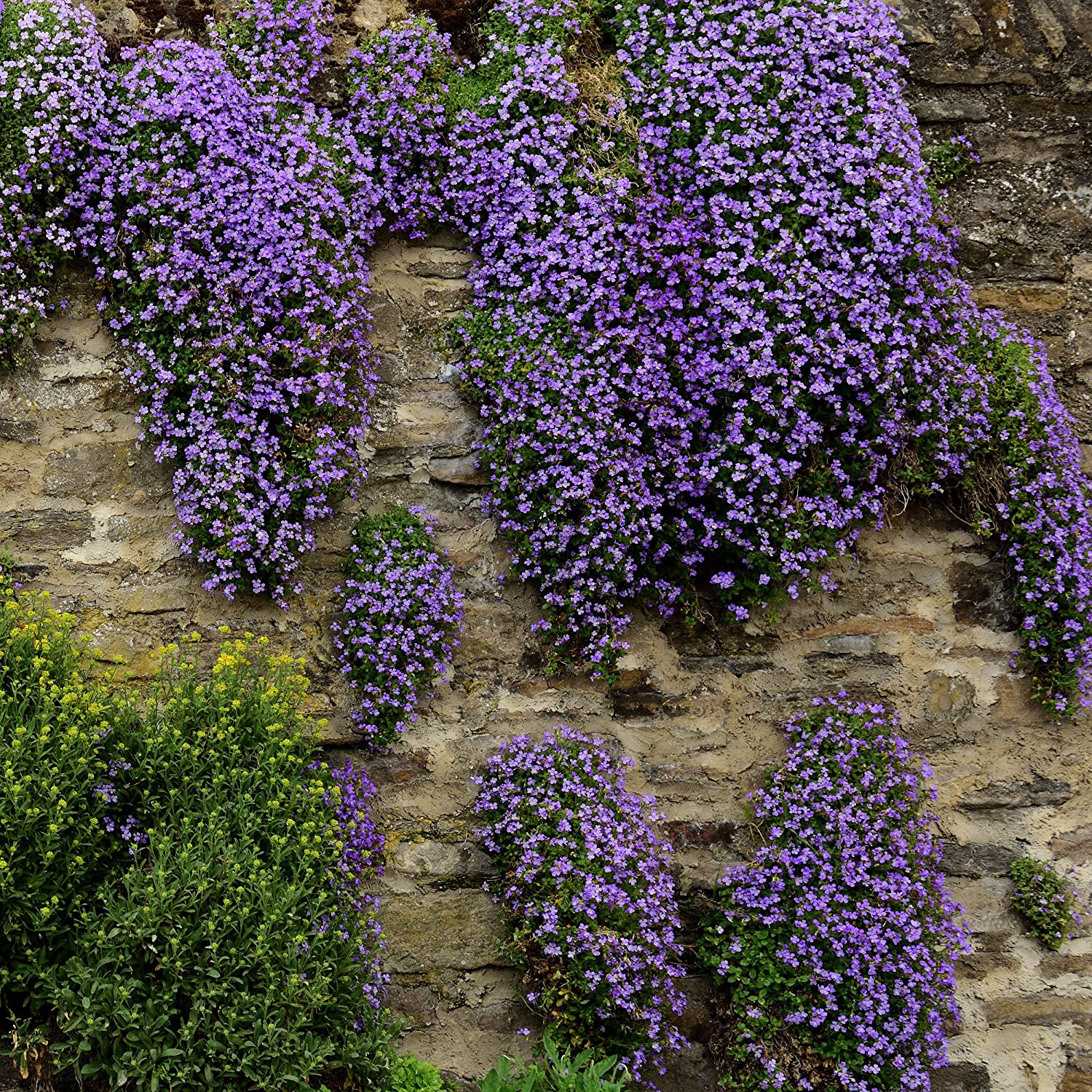 Outsidepride 2000 Rock Cress Plant Seeds, Purple Blooms Deer Resistant 