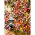 thumbnail image 2 of Eggers, Julie 25x32 White Modern Wood Framed Museum Art Print Titled - Italy-Chianti Climbing vine in fall colors and exterior lamp against a stone wall, 2 of 4