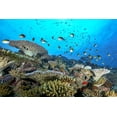 thumbnail image 2 of Melesan, Serge 32x23 White Modern Wood Framed Museum Art Print Titled - The Reef, 2 of 4