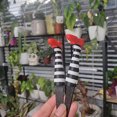 thumbnail image 6 of Halloween Planter Inserts, Coordinated Witch Leg Decorations Featuring Striped Design, Red Shoes, Greenery Placement, Tabletop Scenes and Party Displays, 6 of 9