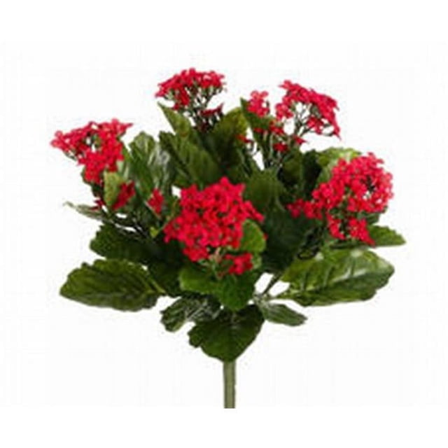 FBK107-RE Buissons de Kalanchoe Rouges de 13,5 Po X5 - Caisse de 6