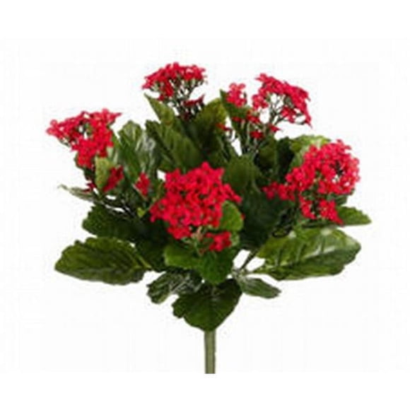 FBK107-RE 13.5 in. Red Kalanchoe Bushes X5- Case of 6