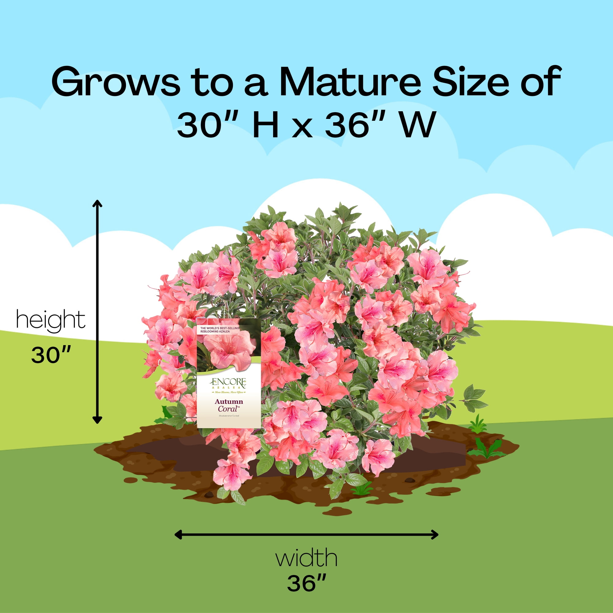Azalea Encore Autumn Coral Live Shrubs (1 Gallon)