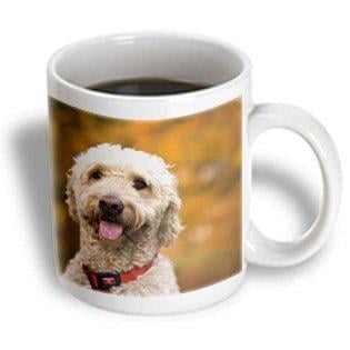 3dRose Massachusetts, Reading, Labradoodle dog - US22 JEN0072 - Jim Engelbrecht, Ceramic Mug, 11-ounce