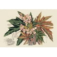 thumbnail image 2 of Stroobant 14x11 Gold Ornate Wood Framed with Double Matting Museum Art Print Titled - Begonia Varieties I, 2 of 4