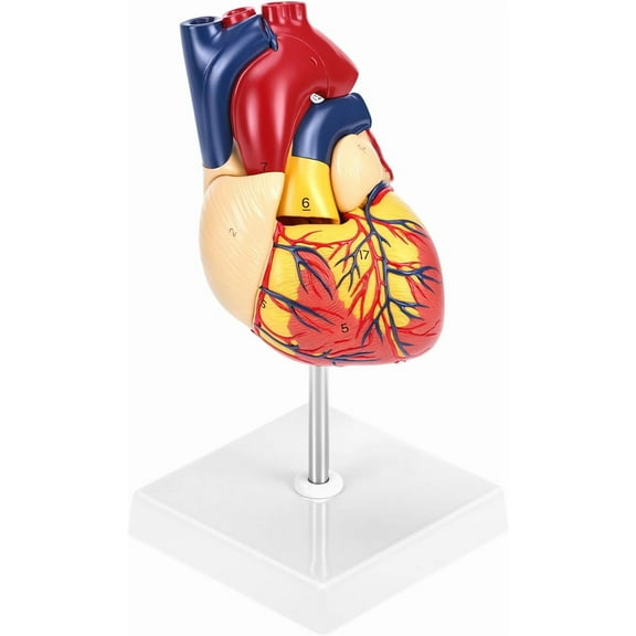 Human Heart Model, Anatomically Accurate Numbered 2-Part Life Size Heart Medical Model with 34 Anatomical Structures, Held Together with Magnets on Base