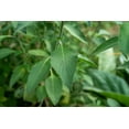 thumbnail image 3 of Plant Good Seed Van Holy Basil / Clove Tulsi Tulasi Seeds: African Wild Vana Full Sun Perennial USA, 3 of 5