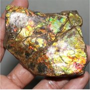 Khushi Gems Natural Ammonite Multicolor Ammolite Loose Gemstones, 517.35Cts