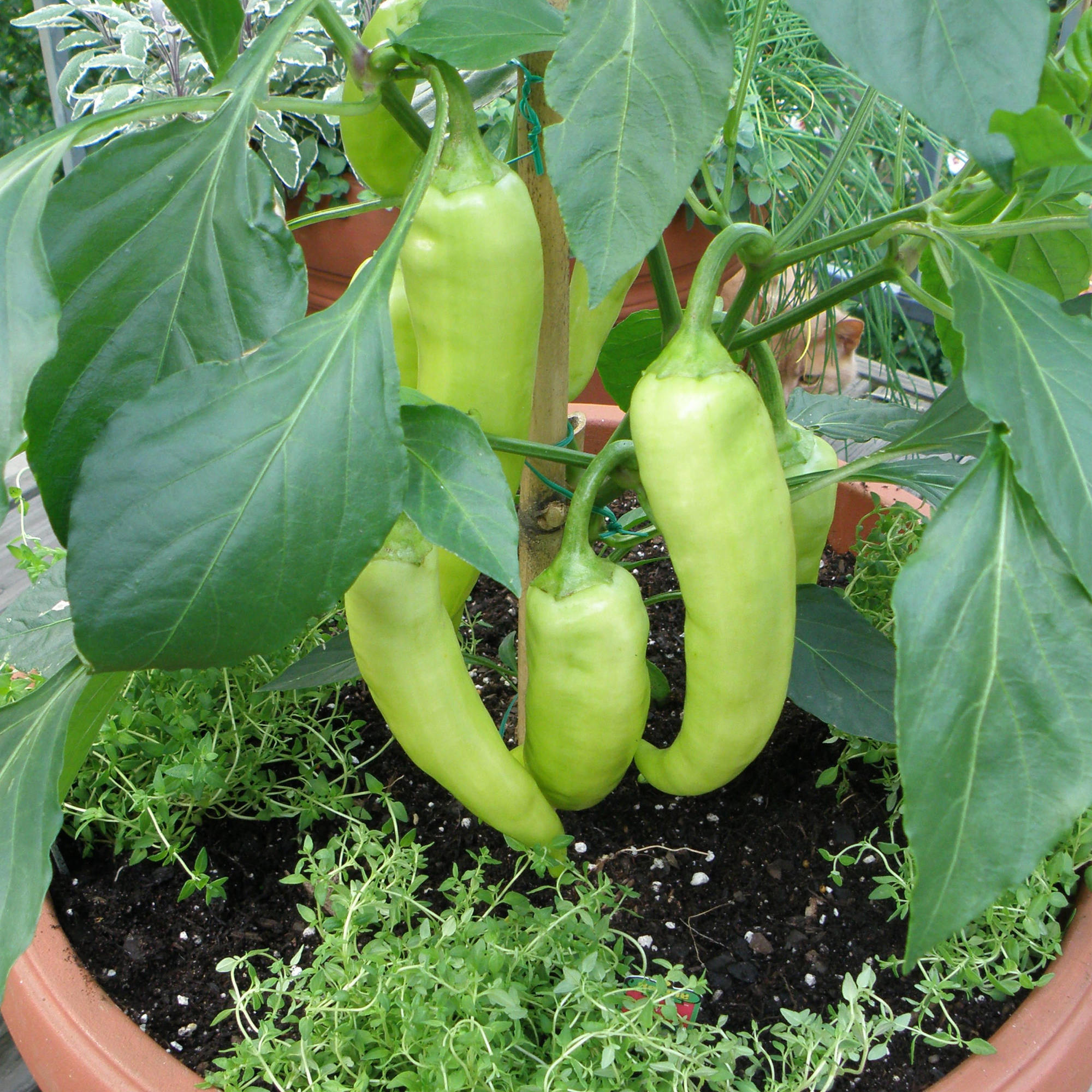 Bonnie plants peppers (Bonnie Plants, soil moisture, growing season) Bonnie plants peppers