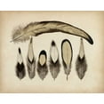 thumbnail image 2 of Unknown 18x15 Black Ornate Wood Framed with Double Matting Museum Art Print Titled - Vintage Feathers VII, 2 of 4