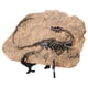 thumbnail image 4 of Simulación de fósil de dinosaurio, artesanía decorativa, adorno fósil de resina, mini fósil de dinosaurio de escritorio., 4 of 6