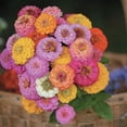thumbnail image 4 of TomorrowSeeds - Pumila Mix "Pom Pom" Zinnia Seeds - 600+ Count - For 2025 Planting Long-Lasting, 4 of 5