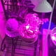 thumbnail image 3 of Plant Grow Light Red Blue Spectrum Invernadero interior Planta hidropónica Planta de semillero Bombilla creciente 200 LED E27 Sweethay HA3439-00B, 3 of 6