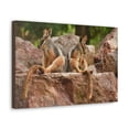 thumbnail image 2 of Wallaby Couple Wallaby Couple Print Animal Wall Art Wildlife Canvas Prints Wall Art Ready to Hang Unframed, 2 of 18