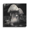 thumbnail image 1 of Luxe Metal Art 'Mushroom No. 3' by Gary Horsfall, Metal Wall Art, 24"x24", 1 of 7
