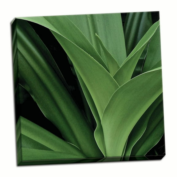 Gango Home Decor Contemporary Nature Up-Close II by Monika Burkhart (Ready to Hang); One 16x16in Hand-Stretched Canvas