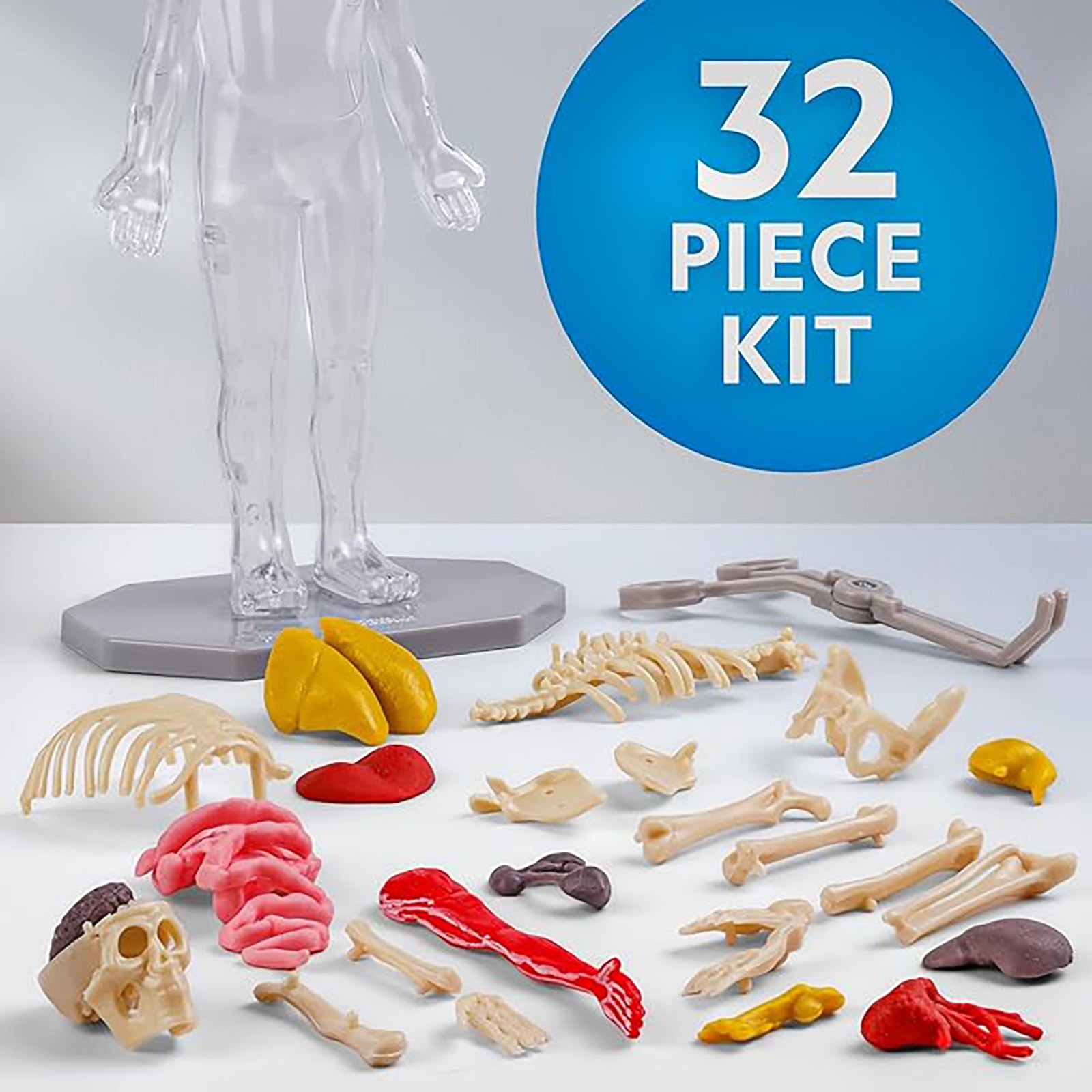 Human Body Model For Kids That Glows In The Dark 32 Piece Interactive ...