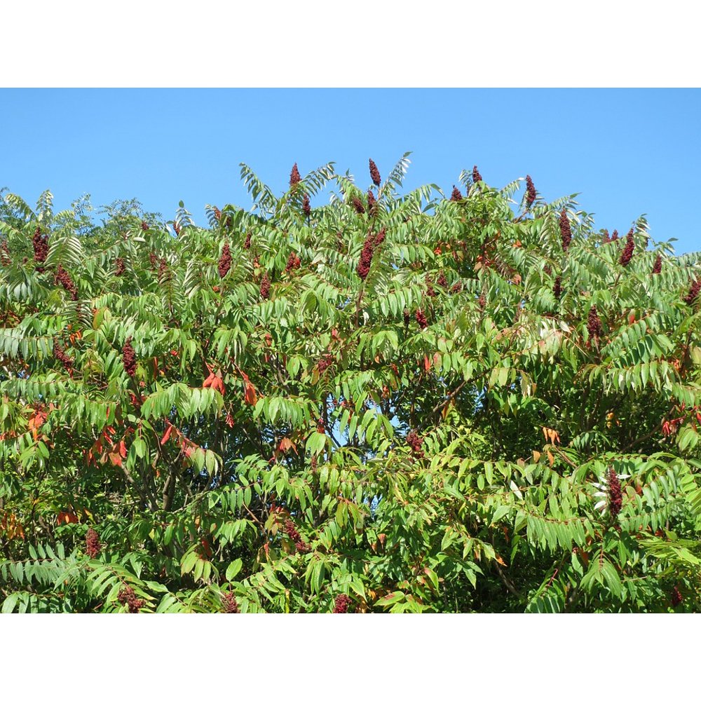 Staghorn Sumac Stag's Horn Sumac Shrub Rhus Typhina20 Inch By 30 Inch
