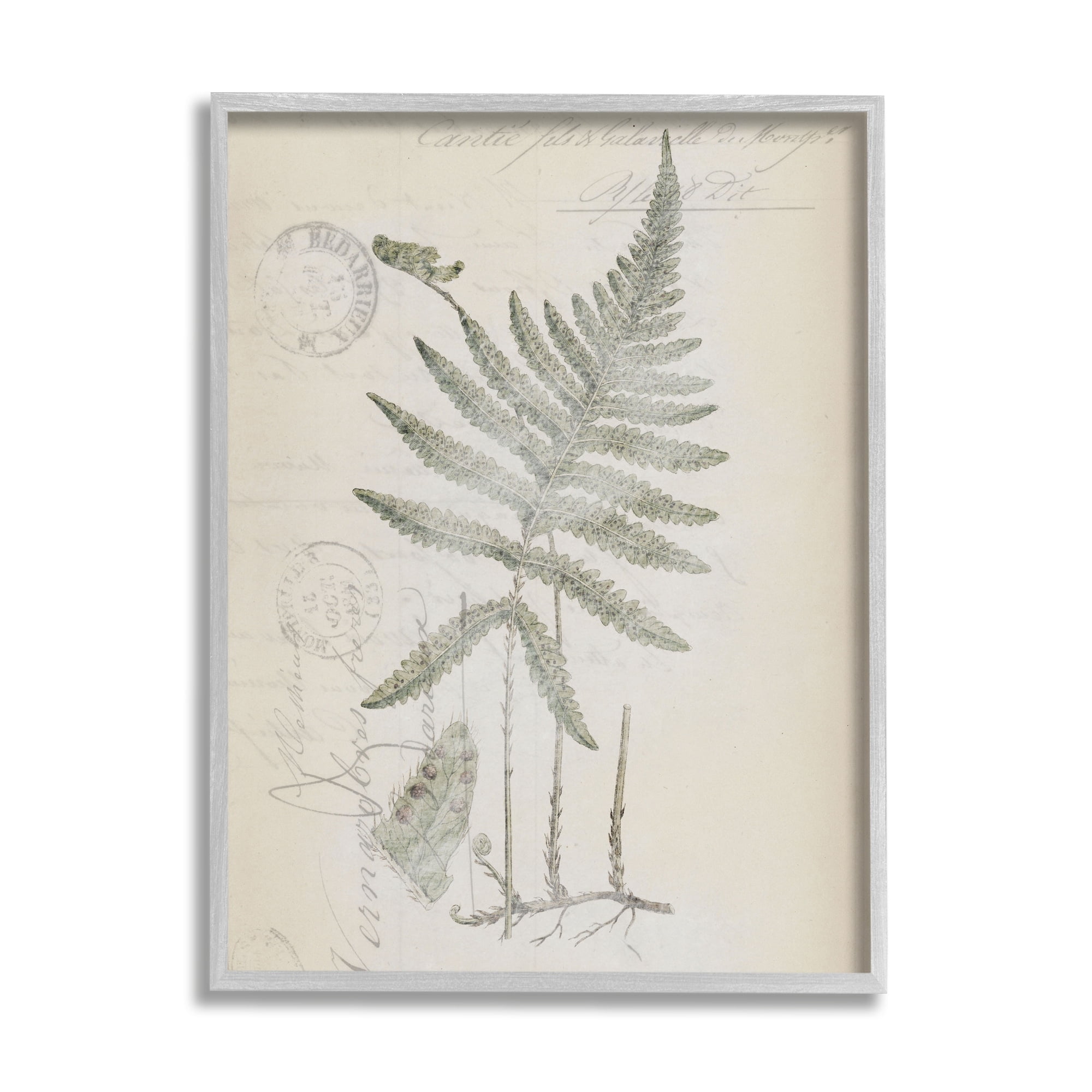 Stupell Industries Vintage Post Card Fern Leaf Botanical & Floral Drawing Gray Framed Art Print Wall Art