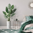 thumbnail image 5 of Artificial Tree in Geometric Pattern Planter, Fake Bird of Paradise Silk Tree for Indoor and Outdoor Home Decoration - 67" Overall Tall (Plant Pot Plus Tree), 5 of 5