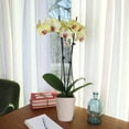 thumbnail image 4 of Just Add Ice Live Plant 16-30" Tall Premium Yellow Orchid in 5" Decorative Clay Pot, 4 of 6