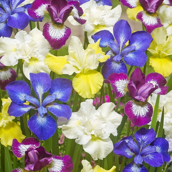 Van Zyverden New & Exclusive Iris Siberica Speciality Mixture 339 Set of 5 Plant Roots Multi-Color Partial Sun