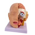 thumbnail image 4 of Modelo anatómico de cabeza humana, herramienta de visualización de educación científica con código, modelo de cerebro para investigación, aprendizaje, 4 of 8