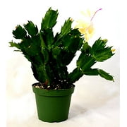 9GreenBox - Rare Yellow Christmas Cactus Plant - Zygocactus - 4" Pot