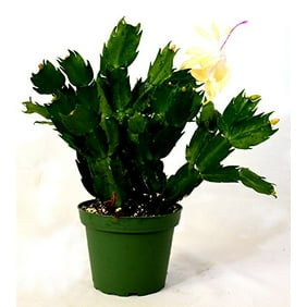 9GreenBox - Rare Yellow Christmas Cactus Plant - Zygocactus - 4" Pot (color may vary )