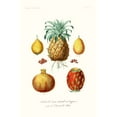 thumbnail image 2 of Unknown  17x24 White Modern Wood Framed Museum Art Print Titled - Fruit And Vegetable Varieties V, 2 of 4