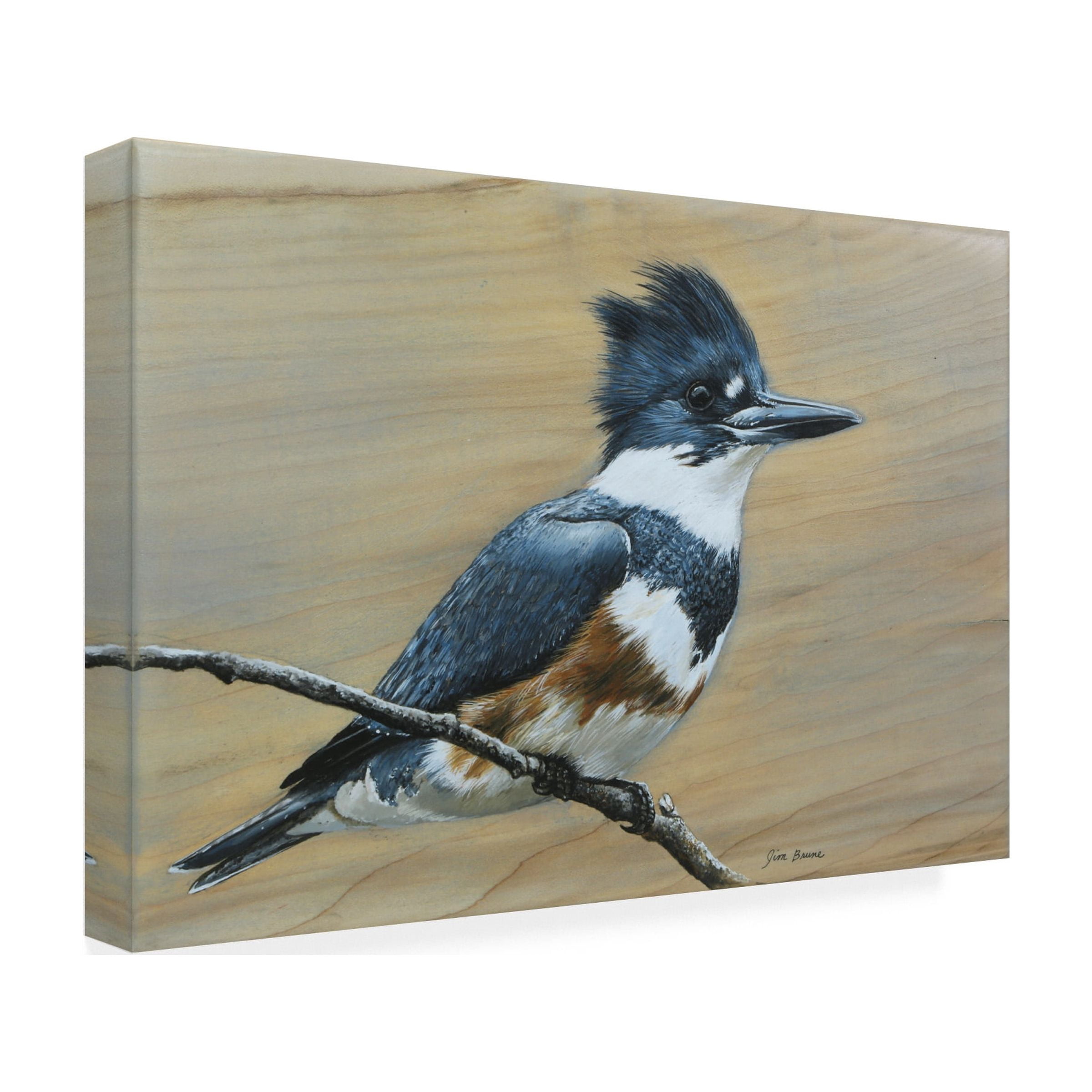 Canvas Wall Art - Jim Brune 'Belted Kingfisher' Wall Art for Living Room, Bedroom, or Office DÃ©cor by Trademark Fine Art - 47 x 30 Inches
