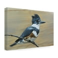 thumbnail image 4 of Canvas Wall Art - Jim Brune 'Belted Kingfisher' Wall Art for Living Room, Bedroom, or Office DÃ©cor by Trademark Fine Art - 47 x 30 Inches, 4 of 4