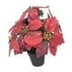 thumbnail image 4 of Planta de Pascua artificial navideña Plantas artificiales Decorativas navideñas 7 cabezas, 4 of 9