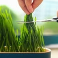thumbnail image 3 of Cat Grass Planter Kit, Hydroponic Wheatgrass Growing Tray for Indoor Cats, Soilless Cat Grass Planter for Home, Office, and Desktop Decoration (Seedless), 3 of 3