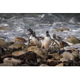 thumbnail image 2 of Jaynes Gallery 32x23 White Modern Wood Framed Museum Art Print Titled - Falkland Islands-Grave Cove Gentoo penguins returning from ocean, 2 of 4